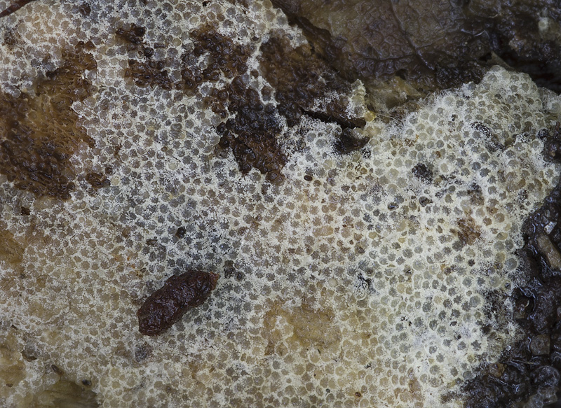 Protocrea farinosa